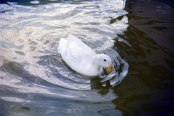 Meet Polly the Duck - Image 3