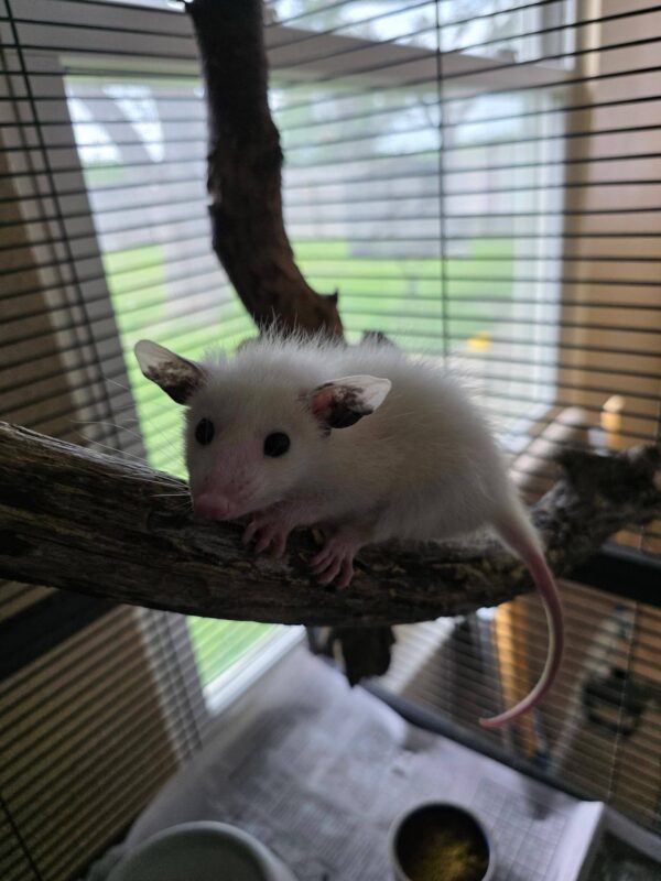 Coconut